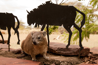 hyrax